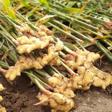 Load image into Gallery viewer, Ginger Extract Sticks 생강청 스틱 (160g, 10 Sticks)
