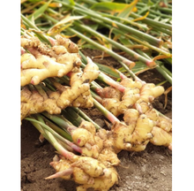 Load image into Gallery viewer, Ginger Extract 진저한 생강청 (1.2kg)