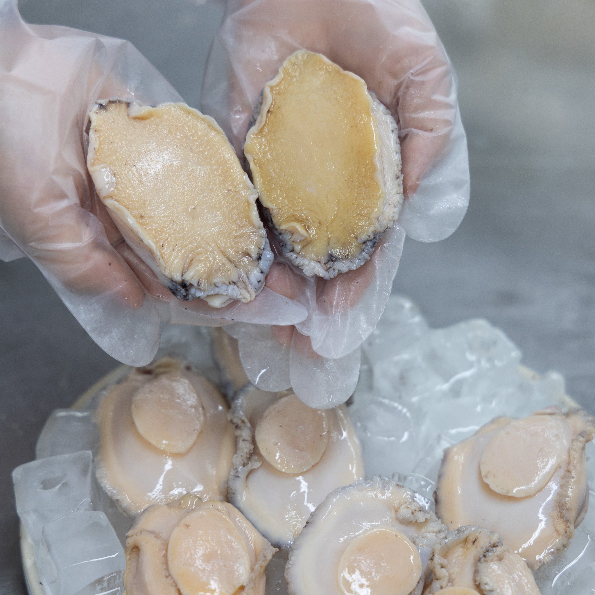 [바다앤영어조합법인] Korean Abalone (Frozen) 한국산 점보 전복 (냉동) (8-9 pcs, 500g~550g)