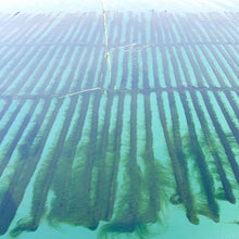 Load image into Gallery viewer, Freeze Dried Maesaengi Seaweed Abalone Soup 매생이 전복국 (15g)

