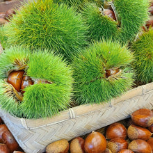 Load image into Gallery viewer, [Seoul Recipe] Ok-Kwang Chestnuts from Korea 한국산 밤의 황제, 옥광 밤 (500g)
