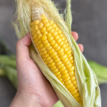 Load image into Gallery viewer, [Seoul Recipe] Super Sweet Corn (2ea) 초당 옥수수 (2개)

