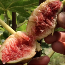 Load image into Gallery viewer, [Muwhadam] Green Fig Jam [무화담] 청무화과잼 (200g)
