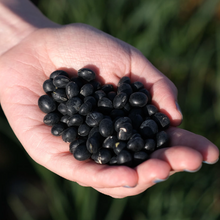 Load image into Gallery viewer, [Veggiet] Real Black Bean Protein Shake 식물성 단백질 쉐이크 베지어트 리얼 서리태 (810g)
